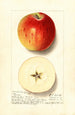 Malus domestica Rome - Ellen Isham Schutt — artwork view