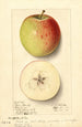 Malus domestica Rome Beauty - Ellen Isham Schutt — artwork view