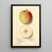 Malus domestica Rome Beauty - Ellen Isham Schutt — framed artwork on a wall
