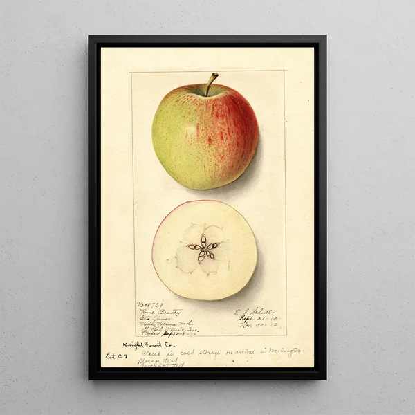 Malus domestica Rome Beauty - Ellen Isham Schutt — framed artwork on a wall