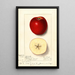Malus domestica Spitz Esopus - Ellen Isham Schutt — framed artwork on a wall
