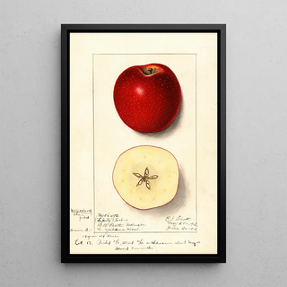 Malus domestica Spitz Esopus - Ellen Isham Schutt — framed artwork on a wall