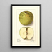 Malus domestica Spotless - Ellen Isham Schutt — framed artwork on a wall