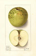 Malus domestica Spotless - Ellen Isham Schutt — artwork view