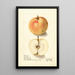 Malus domestica Tart Bough - Ellen Isham Schutt — framed artwork on a wall