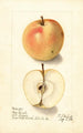Malus domestica Tart Bough - Ellen Isham Schutt — artwork view