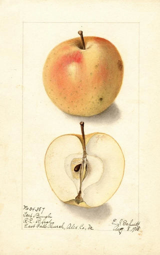 Malus domestica Tart Bough - Ellen Isham Schutt — artwork view