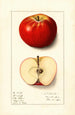Malus domestica Winesap - Ellen Isham Schutt — artwork view