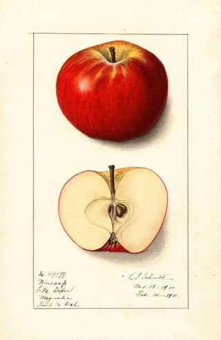 Malus domestica Winesap - Ellen Isham Schutt — artwork view