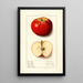 Malus domestica Winesap - Ellen Isham Schutt — framed artwork on a wall