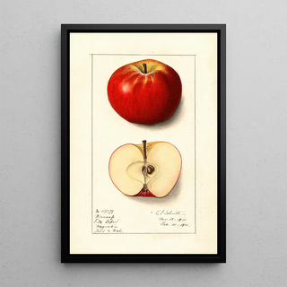 Malus domestica Winesap - Ellen Isham Schutt — framed artwork on a wall