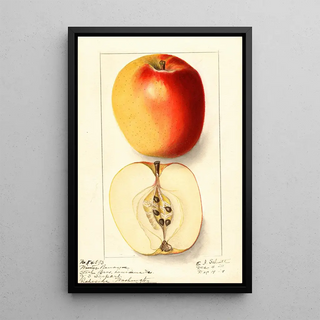 Malus domestica Winter Banana - Ellen Isham Schutt — framed artwork on a wall