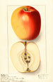 Malus domestica Winter Banana - Ellen Isham Schutt — artwork view