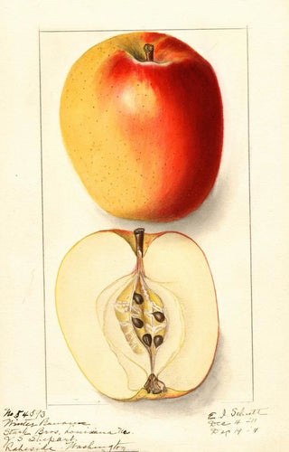 Malus domestica Winter Banana - Ellen Isham Schutt — artwork view
