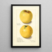 Malus domestica Yellow Bellflower - Ellen Isham Schutt — framed artwork on a wall