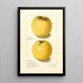 Malus domestica Yellow Bellflower - Ellen Isham Schutt — framed artwork on a wall