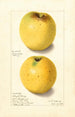 Malus domestica Yellow Bellflower - Ellen Isham Schutt — artwork view