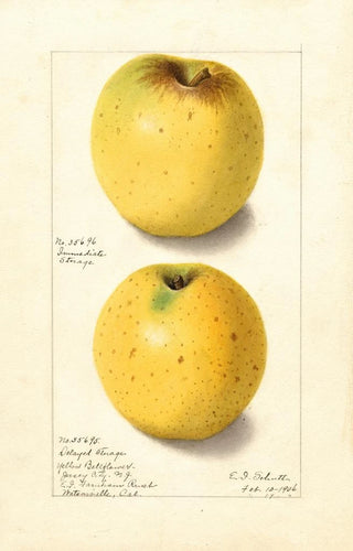 Malus domestica Yellow Bellflower - Ellen Isham Schutt — artwork view