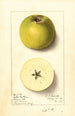 Malus domestica Yellow Newtown - Ellen Isham Schutt — artwork view