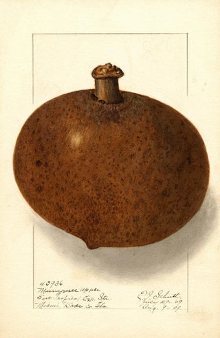 Mammea americana - Ellen Isham Schutt — artwork view