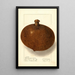 Mammea americana - Ellen Isham Schutt — framed artwork on a wall