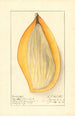 Mangifera indica Ameeri - Ellen Isham Schutt — artwork view