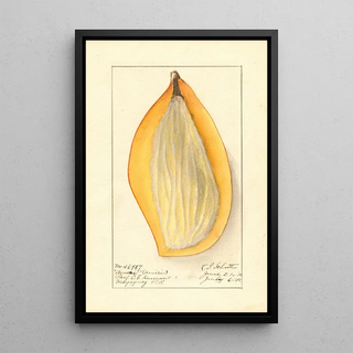 Mangifera indica Ameeri - Ellen Isham Schutt — framed artwork on a wall