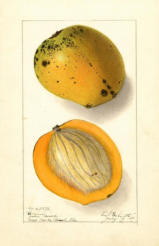 Mangifera indica Amiri - Ellen Isham Schutt — artwork view