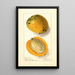 Mangifera indica Amiri - Ellen Isham Schutt — framed artwork on a wall
