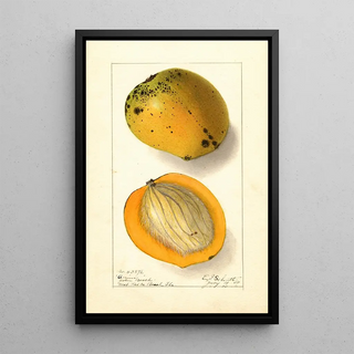 Mangifera indica Amiri - Ellen Isham Schutt — framed artwork on a wall