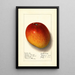 Mangifera indica Haden - Ellen Isham Schutt — framed artwork on a wall