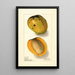 Mangifera indica Rajia - Ellen Isham Schutt — framed artwork on a wall