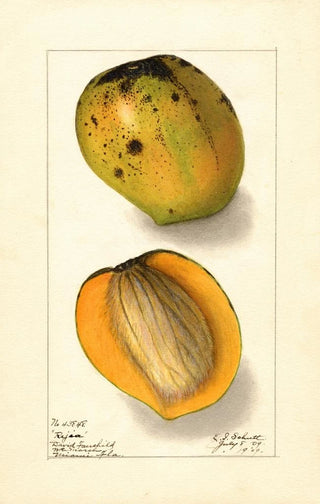 Mangifera indica Rajia - Ellen Isham Schutt — artwork view