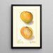 Mangifera indica Rose - Ellen Isham Schutt — framed artwork on a wall