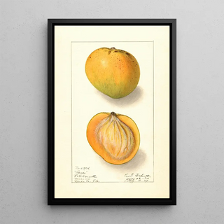 Mangifera indica Rose - Ellen Isham Schutt — framed artwork on a wall