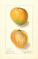 Mangifera indica Rose - Ellen Isham Schutt — artwork view