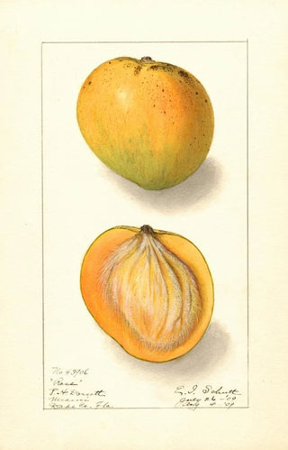 Mangifera indica Rose - Ellen Isham Schutt — artwork view