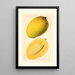 Mangifera indica Totafarice - Ellen Isham Schutt — framed artwork on a wall