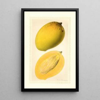 Mangifera indica Totafarice - Ellen Isham Schutt — framed artwork on a wall