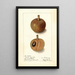 Manilkara zapota No - Ellen Isham Schutt — framed artwork on a wall
