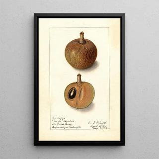Manilkara zapota No - Ellen Isham Schutt — framed artwork on a wall