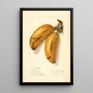 Musa Dacca - Ellen Isham Schutt — framed artwork on a wall