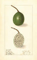 Passiflora - Ellen Isham Schutt — artwork view