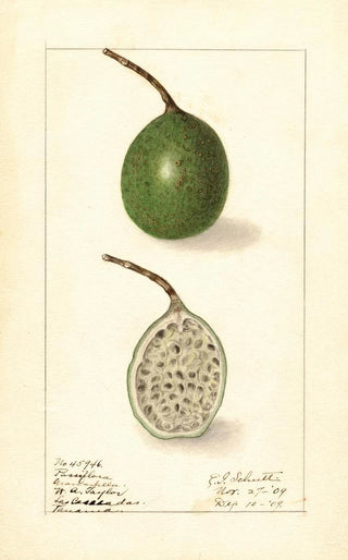 Passiflora - Ellen Isham Schutt — artwork view