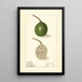 Passiflora - Ellen Isham Schutt — framed artwork on a wall