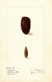 Phoenix dactylifera Tafilalt - Ellen Isham Schutt — artwork view