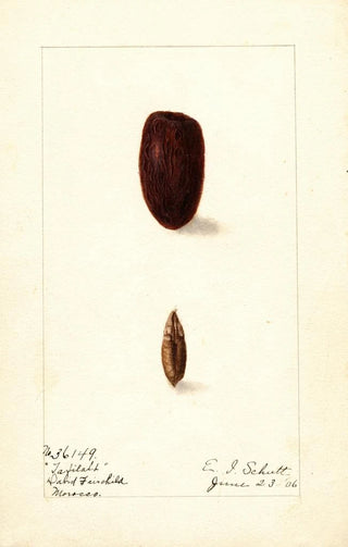 Phoenix dactylifera Tafilalt - Ellen Isham Schutt — artwork view