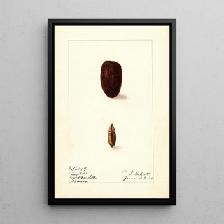 Phoenix dactylifera Tafilalt - Ellen Isham Schutt — framed artwork on a wall