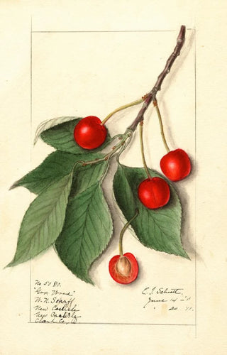 Prunus avium Govenor Wood - Ellen Isham Schutt | Painting — artwork view