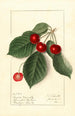 Prunus avium Royal Novelle - Ellen Isham Schutt — artwork view
